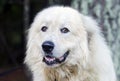 Great Pyrenees Livestock Guard Dog Royalty Free Stock Photo