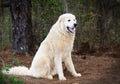 Great Pyrenees Livestock guardian dog