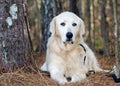 Great Pyrenees Livestock Guardian Dog Royalty Free Stock Photo