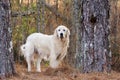 Great Pyrenees Livestock Guardian Dog Royalty Free Stock Photo