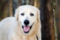 Great Pyrenees Livestock Guardian Dog Royalty Free Stock Photo