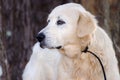 Great Pyrenees Livestock Guardian Dog Royalty Free Stock Photo