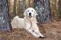 Great Pyrenees Livestock Guardian Dog Royalty Free Stock Photo