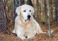 Great Pyrenees Livestock Guardian Dog Royalty Free Stock Photo