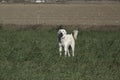 A Great Pyrenees looking after its sheep Royalty Free Stock Photo