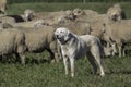 A Great Pyrenees looking after its sheep Royalty Free Stock Photo