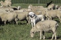 A Great Pyrenees looking after its sheep Royalty Free Stock Photo