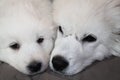 Great Pyrenees Puppies Lying Together