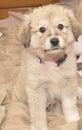 Great Pyrenees Puppy Royalty Free Stock Photo