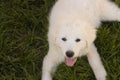 Great Pyrenees puppy on a farm Royalty Free Stock Photo