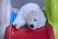 Great Pyrenees Puppy Sleeping on a Toy Slide Royalty Free Stock Photo