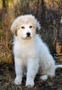 Great Pyrenees Puppy