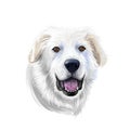 Great Pyrenees, Pyrenean Mountain, Pyr, GP, PMD dog digital art illustration isolated on white background. France, Spain origin