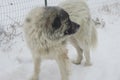 Great Pyrenees in the snow