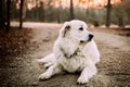 Great Pyrenees at Sunrise