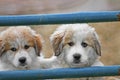 Great Pyrenees Royalty Free Stock Photo