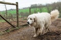 Great Pyrenees walking on farm Royalty Free Stock Photo