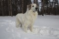 Great Pyrenees in Winter Royalty Free Stock Photo