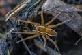 Great raft spider