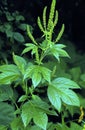 Great Ragweed 23652