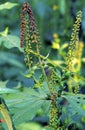 Great Ragweed 51348