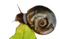 Great ramshorn, isolated Royalty Free Stock Photo