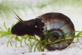 Great ramshorn (Planorbarius corneus) in pond Royalty Free Stock Photo