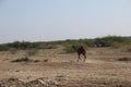 Camel on the way to Rann of Kutch - Rann utsav - white desert - Gujarat tourism-India travel Royalty Free Stock Photo