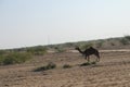 Camel on the way to Rann of Kutch - Rann utsav - white desert - Gujarat tourism-India travel Royalty Free Stock Photo