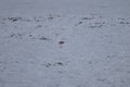 Small bird on white salt marsh at Rann of Kutch festival - Rann utsav - white desert - Gujarat tourism - India travel