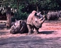 great rarity, there are already two last animals in the world. Northern White rhinoceros, Ceratotherium simum cottoni Royalty Free Stock Photo