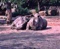 great rarity, there are already two last animals in the world. Northern White rhinoceros, Ceratotherium simum cottoni