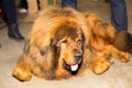 Great red well groomed Tibetan Mastiff