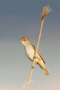 Great Reed Warbler / Acrocephalus arun Royalty Free Stock Photo