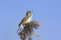 Great reed warbler / Acrocephalus arundinaceus