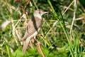 Great reed warbler ( Acrocephalus arundinaceus )
