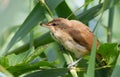 Great reed warbler, Acrocephalus arundinaceus. Bird caught ladybird beetle