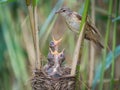 The Great Reed Warbler, Acrocephalus arundinaceus is feeding its chicks inside the reeds, there is strong rain. Young birds have