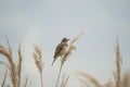 Great reed warbler (Acrocephalus arundinaceus) is a passerine bird of the Acrocephalidae family.