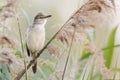 The great reed warbler Acrocephalus arundinaceus,small songbird standing on reed stalk, beautiful natural habitat, Royalty Free Stock Photo