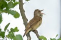 Great reed warbler bird
