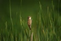 Great Reed Warbler bird (Acrocephalus arundinaceus)