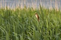 Great reed warbler bird on the reed at springtime