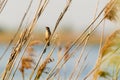 Great reed warbler