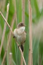 Great Reed Warbler Royalty Free Stock Photo