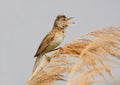 Great reed warbler singing