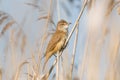 Great Reed Warbler Royalty Free Stock Photo