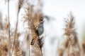 Great Reed Warbler Royalty Free Stock Photo