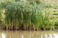 Great Reedmace or Bulrush, typha latifolia, Pond in Normandy