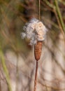 Great Reedmace - Typha latifolia shedding its seeds. Royalty Free Stock Photo